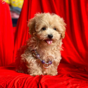 Maltipoo